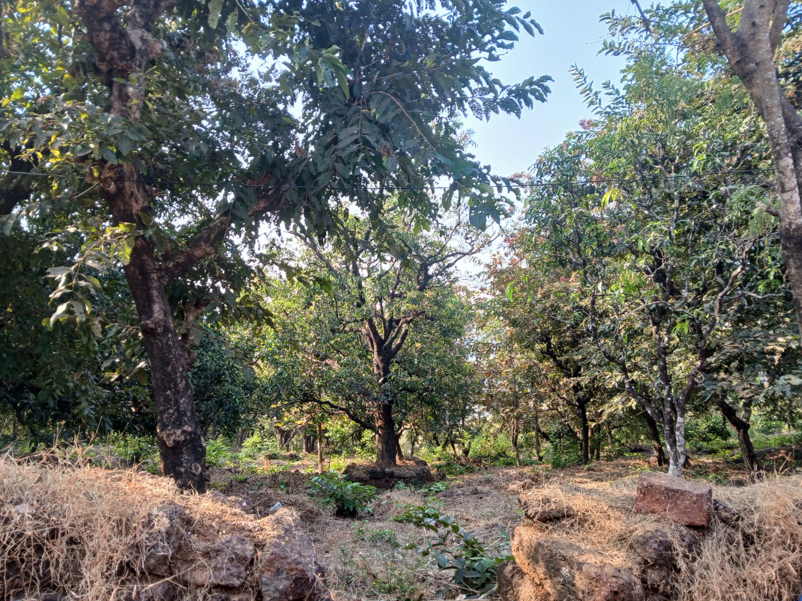 Kokan Samrat Alphonso Mangoes